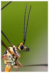 świat macrofotografii jest ekscytujący